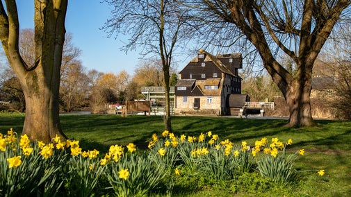 Daffodils on the bank at Houghton Mill by the river